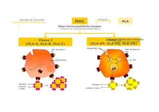 Revisão de Conceitos:

Humanos

MHC

HLA

Major Histocompatibility Complex
(Complexo de Histocompatibilidade Major)

Classe I
(HLA-A, HLA-B, HLA-C)
MHC de Classe I

Human Leukocyte Antigens
Classe II Linfocitário Humano)
(Antigénio
(HLA-DP, HLA-DQ, HLA-DR)
Patogénio

APC

Macrófago

RER

Receptor
Linfócito
T CD8+

MHC de Classe II

Receptor
Linfócito T CD4+

 