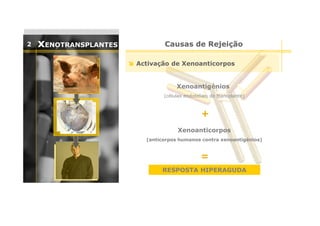 2

xENOTRANSPLANTES

Causas de Rejeição
Activação de Xenoanticorpos

Xenoantigénios
(células endoteliais do transplante)

+
Xenoanticorpos
(anticorpos humanos contra xenoantigénios)

=
RESPOSTA HIPERAGUDA

 