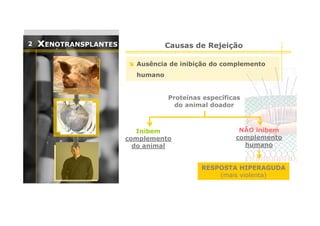 2

xENOTRANSPLANTES

Causas de Rejeição
Ausência de inibição do complemento
humano

Proteínas específicas
do animal doador

Inibem
complemento
do animal

NÃO inibem
complemento
humano

RESPOSTA HIPERAGUDA
(mais violenta)

 