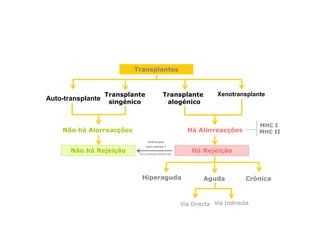 Transplantes

Auto-transplante

Transplante
singénico

Transplante
alogénico

Não há Alorreacções

Xenotransplante

MHC I
MHC II

Há Alorreacções
Anticorpos

Não há Rejeição

anti-células T

Há Rejeição

Imunosupressores

Hiperaguda

Aguda

Crónica

Via Directa Via Indirecta

 