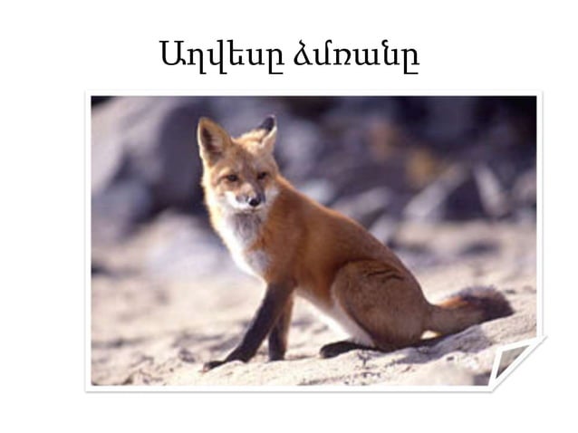 աղվեսի մասնե | PPTX