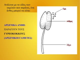 Ανάλογα με το είδος των
γαμετών που παράγει, ένα
άνθος μπορεί να είναι:

ΑΡΣΕΝΙΚΑ ΑΝΘΗ:
ΠΑΡΑΓΟΥΝ ΤΟΥΣ
ΓΥΡΕΟΚΟΚΚΟΥΣ
(ΑΡΣΕΝΙΚΟΙ ΓΑΜΕΤΕΣ)

 