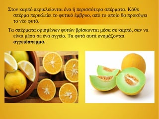 Στον καρπό περικλείονται ένα ή περισσότερα σπέρματα. Κάθε
σπέρμα περικλείει το φυτικό έμβρυο, από το οποίο θα προκύψει
το νέο φυτό.
Τα σπέρματα ορισμένων φυτών βρίσκονται μέσα σε καρπό, σαν να
είναι μέσα σε ένα αγγείο. Τα φυτά αυτά ονομάζονται
αγγειόσπερμα.

 