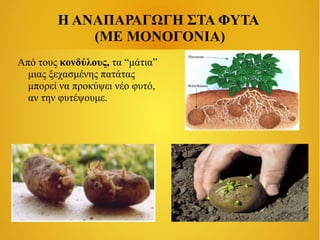 Η ΑΝΑΠΑΡΑΓΩΓΗ ΣΤΑ ΦΥΤΑ
(ΜΕ ΜΟΝΟΓΟΝΙΑ)
Από τους κονδύλους, τα “μάτια”
μιας ξεχασμένης πατάτας
μπορεί να προκύψει νέο φυτό,
αν την φυτέψουμε.

 