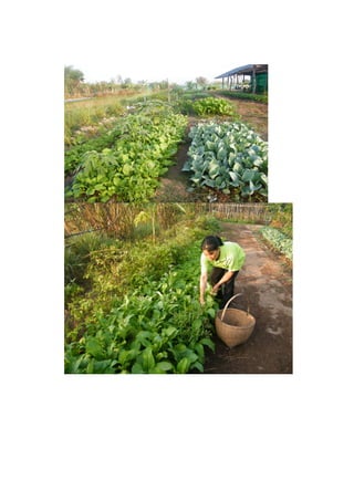 โครงงานคอมพิวเตอร์ เรื่อง พัฒนา web blog ด้วย wordpress เรื่อง ผักสวนครัว