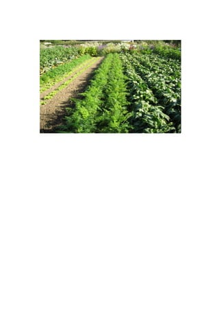 โครงงานคอมพิวเตอร์ เรื่อง พัฒนา web blog ด้วย wordpress เรื่อง ผักสวนครัว