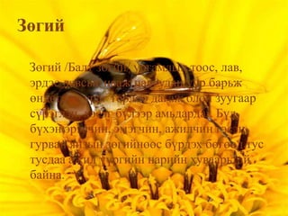 Зөгий /Балт зөгий/ ургамлын тоос, лав,
эрдэс давсыг нааж цавуудан үүр барьж
өндөглөн ураг төрлөө дагаж олон зуугаар
сүрэглэн, хэсэг бүлээр амьдардаг. Бүл
бүхэн эрэгчин, эмэгчин, ажилчин гэсэн
гурван янзын зөгийнөөс бүрдэх бөгөөд тус
тусдаа ажил үүргийн нарийн хуваарьтай
байна.

 