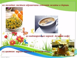 из молодых листьев одуванчика готовят салаты и борщи.

из поджаренных корней делают кофе

из цветков варят варенье и делают вино.
FokinaLida.75@mail.ru

 