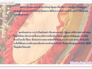 •

ยุคแรก เป็ นกลองสองหน้ าขนาดใหญ่ มีลูกตุบ ทีมกเรียกว่ า กลองปูจาหรือกลองบูชา
่ ั
แขวนอยู่ในหอกลองของวัดต่ างๆ ลักษณะการตีมจังหวะหรือทานองทั้งช้ าและเร็ว ใช้ ประกอบ
ี
ศาสนกิจของสงฆ์

•

ยุคหลังสงคราม ระหว่ างไทยกับพม่ า เป็ นกลองสองหน้ า มีลูกตุบ แต่ มการย่ อส่ วนตัวกลอง
ี
ใหญ่ ให้ เล็กลง มีคานหามเพือสะดวกในการเคลือนย้ ายเรียกว่ า กลองสะบัึϸัยลูกตุบ เวลาตีมอ
่
่
ื
ข้ างหนึ่งจะถือ ไม้ แสะ ซึ่งทาจากหวายขนาดเล็กคล้ ายไม้ เรียวยาวประมาณ 40 ซม. อีกข้ างหนึ่ง
จะถือไม้ ตีกลอง อาจมีฉาบและฆ้ องประกอบด้ วยหรือไม่ กได้ ปัจจุบนเกือบสู ญหายไปแล้ ว มีผู้ทตี
็
ั
ี่
ได้ อยู่เพียงไม่ มากนัก

 