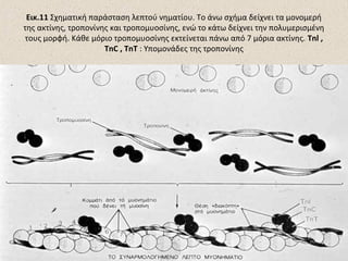Εικ.11 Σχηματική παράσταση λεπτού νηματίου. Το άνω σχήμα δείχνει τα μονομερή
της ακτίνης, τροπονίνης και τροπομυοσίνης, ενώ το κάτω δείχνει την πολυμερισμένη
τους μορφή. Κάθε μόριο τροπομυοσίνης εκτείνεται πάνω από 7 μόρια ακτίνης. Tnl ,
TnC , TnT : Υπομονάδες της τροπονίνης

 
