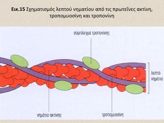 Εικ.15 Σχηματισμός λεπτού νηματίου από τις πρωτεΐνες ακτίνη,
τροπομυοσίνη και τροπονίνη

 