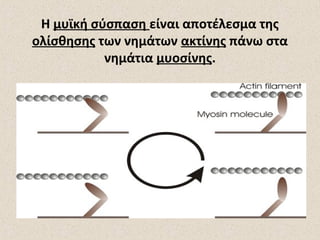 Η μυϊκή σύσπαση είναι αποτέλεσμα της
ολίσθησης των νημάτων ακτίνης πάνω στα
νημάτια μυοσίνης.

 