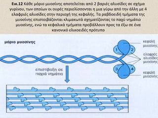Εικ.12 Κάθε μόριο μυοσίνης αποτελείται από 2 βαριές αλυσίδες σε σχήμα
γυρίνου, των οποίων οι ουρές περιελίσσονται η μια γύρω από την άλλη με 4
ελαφριές αλυσίδες στην περιοχή της κεφαλής. Τα ραβδοειδή τμήματα της
μυοσίνης επιστοιβάζονται κλιμακωτά σχηματίζοντας το παχύ νημάτιο
μυοσίνης, ενώ τα κεφαλικά τμήματα προβάλλουν προς τα έξω σε ένα
κανονικό ελικοειδές πρότυπο

 