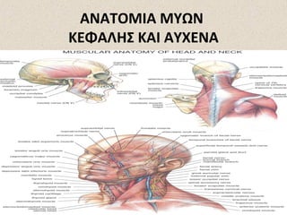 ΑΝΑΤΟΜΙΑ ΜΥΩΝ
ΚΕΦΑΛΗΣ ΚΑΙ ΑΥΧΕΝΑ

 