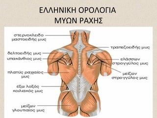 ΕΛΛΗΝΙΚΗ ΟΡΟΛΟΓΙΑ
ΜΥΩΝ ΡΑΧΗΣ

 