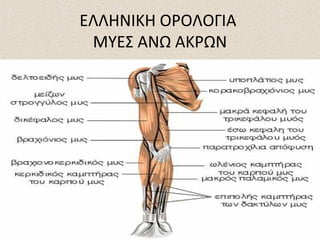 ΕΛΛΗΝΙΚΗ ΟΡΟΛΟΓΙΑ
ΜΥΕΣ ΑΝΩ ΑΚΡΩΝ

 