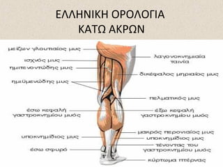 ΕΛΛΗΝΙΚΗ ΟΡΟΛΟΓΙΑ
ΚΑΤΩ ΑΚΡΩΝ

 