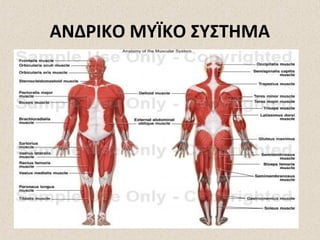 ΑΝΔΡΙΚΟ ΜΥΪΚΟ ΣΥΣΤΗΜΑ

 