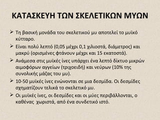 ΚΑΤΑΣΚΕΥΗ ΤΩΝ ΣΚΕΛΕΤΙΚΩΝ ΜΥΩΝ
 Τη βασική μονάδα του σκελετικού μυ αποτελεί το μυϊκό
κύτταρο.
 Είναι πολύ λεπτό (0,05 μέχρι 0,1 χιλιοστά, διάμετρος) και
μακρύ (ορισμένες φτάνουν μέχρι και 15 εκατοστά).
 Ανάμεσα στις μυϊκές ίνες υπάρχει ένα λεπτό δίκτυο μικρών
αιμοφόρων αγγείων (τριχοειδή) και νεύρων (10% της
συνολικής μάζας του μυ).
 10-50 μυϊκές ίνες ενώνονται σε μια δεσμίδα. Οι δεσμίδες
σχηματίζουν τελικά το σκελετικό μυ.
 Οι μυϊκές ίνες, οι δεσμίδες και οι μύες περιβάλλονται, ο
καθένας χωριστά, από ένα συνδετικό ιστό.

 