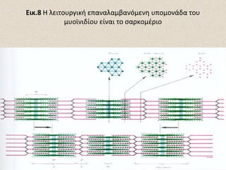 Εικ.8 Η λειτουργική επαναλαμβανόμενη υπομονάδα του
μυοϊνιδίου είναι το σαρκομέριο

 