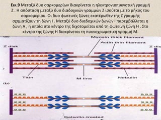 Εικ.9 Μεταξύ δυο σαρκομερίων διακρίνεται η ηλεκτρονιοπυκνοτική γραμμή
Ζ . Η απόσταση μεταξύ δυο διαδοχικών γραμμών Ζ ισούται με το μήκος του
σαρκομερίου. Οι δυο φωτεινές ζώνες εκατέρωθεν της Ζ γραμμής
σχηματίζουν τη ζώνη Ι . Μεταξύ δυο διαδοχικών ζωνών Ι παρεμβάλλεται η
ζώνη Α , η οποία στο κέντρο της διχοτομείται από τη φωτεινή ζώνη Η . Στο
κέντρο της ζώνης Η διακρίνεται τη πυκνοχρωματική γραμμή Μ.

 