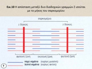 Εικ.10 Η απόσταση μεταξύ δυο διαδοχικών γραμμών Ζ ισούται
με το μήκος του σαρκομερίου

 