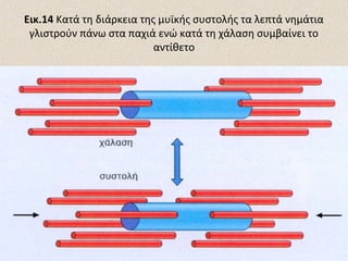 Εικ.14 Kατά τη διάρκεια της μυϊκής συστολής τα λεπτά νημάτια
γλιστρούν πάνω στα παχιά ενώ κατά τη χάλαση συμβαίνει το
αντίθετο

 