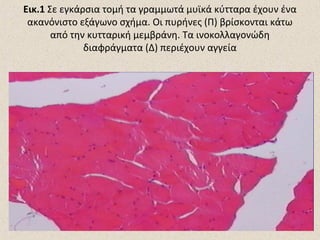 Εικ.1 Σε εγκάρσια τομή τα γραμμωτά μυϊκά κύτταρα έχουν ένα
ακανόνιστο εξάγωνο σχήμα. Οι πυρήνες (Π) βρίσκονται κάτω
από την κυτταρική μεμβράνη. Τα ινοκολλαγονώδη
διαφράγματα (Δ) περιέχουν αγγεία

 