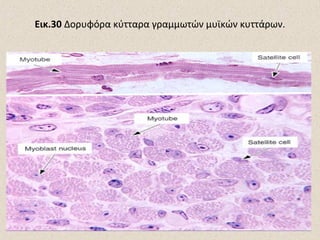 Εικ.30 Δορυφόρα κύτταρα γραμμωτών μυϊκών κυττάρων.

 