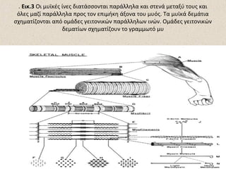 . Εικ.3 Οι μυϊκές ίνες διατάσσονται παράλληλα και στενά μεταξύ τους και
όλες μαζί παράλληλα προς τον επιμήκη άξονα του μυός. Τα μυϊκά δεμάτια
σχηματίζονται από ομάδες γειτονικών παράλληλων ινών. Ομάδες γειτονικών
δεματίων σχηματίζουν το γραμμωτό μυ

 