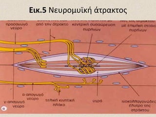 Εικ.5 Νευρομυϊκή άτρακτος

 