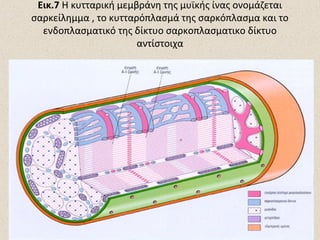 Εικ.7 Η κυτταρική μεμβράνη της μυϊκής ίνας ονομάζεται
σαρκείλημμα , το κυτταρόπλασμά της σαρκόπλασμα και το
ενδοπλασματικό της δίκτυο σαρκοπλασματικο δίκτυο
αντίστοιχα

 