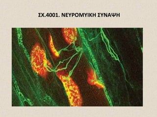 ΣΧ.4001. ΝΕΥΡΟΜΥΙΚΗ ΣΥΝΑΨΗ

 