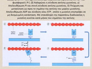 Εικ.13 α) το ATP που έχει συνδεθεί με τη μυοσίνη, υδρολύεται σε ADP και
φωσφορικό ( Pi ). β) Χαλαρώνει η σύνδεση ακτίνης-μυοσίνης. γ)
Απελευθέρωση Pi και στενή σύνδεση ακτίνης-μυοσίνης. δ) Πτύχωση και
μετακίνηση ως προς το νημάτιο της ακτίνης του μορίου μυοσίνης.
Απελευθέρωση ADP και σύνδεση νέου ATP , οπότε η μυοσίνη επιστρέφει σε
μη δεσμευμένη κατάσταση. Με επανάληψη της παραπάνω διαδικασίας η
μυοσίνη κινείται κατά μήκος του νηματίου της ακτίνης

 