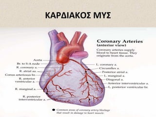 ΚΑΡΔΙΑΚΟΣ ΜΥΣ

 