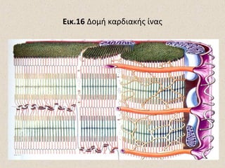 Εικ.16 Δομή καρδιακής ίνας

 