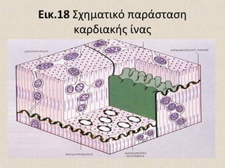 Εικ.18 Σχηματικό παράσταση
καρδιακής ίνας

 