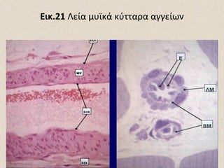 Εικ.21 Λεία μυϊκά κύτταρα αγγείων

 