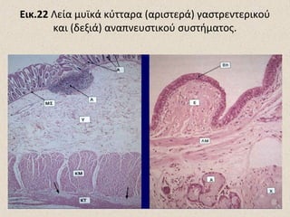 Εικ.22 Λεία μυϊκά κύτταρα (αριστερά) γαστρεντερικού
και (δεξιά) αναπνευστικού συστήματος.

 
