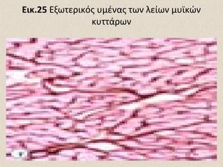 Εικ.25 Εξωτερικός υμένας των λείων μυϊκών
κυττάρων

 