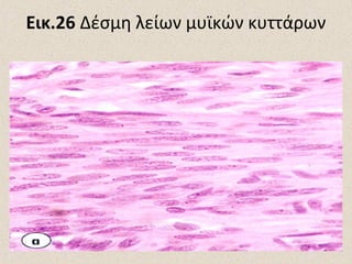 Εικ.26 Δέσμη λείων μυϊκών κυττάρων

 