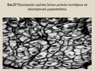 Εικ.27 Εξωτερικός υμένας λείων μυϊκών κυττάρων σε
ηλεκτρονικό μικροσκόπιο.

 