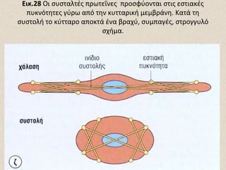 Εικ.28 Οι συσταλτές πρωτεΐνες προσφύονται στις εστιακές
πυκνότητες γύρω από την κυτταρική μεμβράνη. Κατά τη
συστολή το κύτταρο αποκτά ένα βραχύ, συμπαγές, στρογγυλό
σχήμα.

 