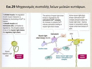 Εικ.29 Μηχανισμός συστολής λείων μυϊκών κυττάρων.

 