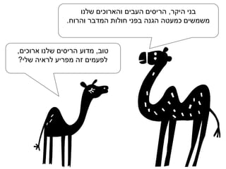 ‫בני היקר, הריסים העבים והארוכים שלנו‬
‫משמשים כמעטה הגנה בפני חולות המדבר והרוח.‬

‫טוב, מדוע הריסים שלנו ארוכים,‬
‫לפעמים זה מפריע לראיה שלי?‬

 