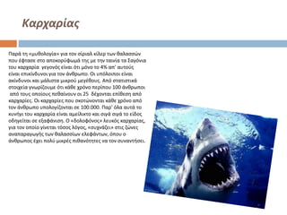 Καρχαρίας
Παρά τη «μυθολογία» για τον σίριαλ κίλερ των θαλασσών
που έφτασε στο αποκορύφωμά της με την ταινία τα Σαγόνια
του καρχαρία γεγονός είναι ότι μόνο το 4% απ' αυτούς
είναι επικίνδυνοι για τον άνθρωπο. Οι υπόλοιποι είναι
ακίνδυνοι και μάλιστα μικρού μεγέθους. Από στατιστικά
στοιχεία γνωρίζουμε ότι κάθε χρόνο περίπου 100 άνθρωποι
από τους οποίους πεθαίνουν οι 25 δέχονται επίθεση από
καρχαρίες. Οι καρχαρίες που σκοτώνονται κάθε χρόνο από
τον άνθρωπο υπολογίζονται σε 100.000. Παρ' όλα αυτά το
κυνήγι του καρχαρία είναι αμείλικτο και σιγά σιγά το είδος
οδηγείται σε εξαφάνιση. Ο «δολοφόνος» λευκός καρχαρίας,
για τον οποίο γίνεται τόσος λόγος, «συχνάζει» στις ζώνες
αναπαραγωγής των θαλασσίων ελεφάντων, όπου ο
άνθρωπος έχει πολύ μικρές πιθανότητες να τον συναντήσει.

 
