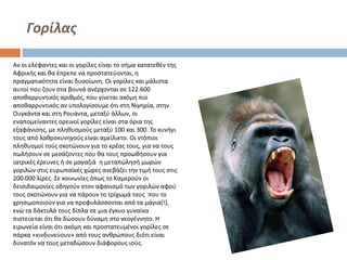 Γορίλας
Αν οι ελέφαντες και οι γορίλες είναι το σήμα κατατεθέν της
Αφρικής και θα έπρεπε να προστατεύονται, η
πραγματικότητα είναι δυσοίωνη. Οι γορίλες και μάλιστα
αυτοί που ζουν στα βουνά ανέρχονται σε 122.600
αποθαρρυντικός αριθμός, που γίνεται ακόμη πιο
αποθαρρυντικός αν υπολογίσουμε ότι στη Νιγηρία, στην
Ουγκάντα και στη Ρουάντα, μεταξύ άλλων, οι
εναπομείναντες ορεινοί γορίλες είναι στα όρια της
εξαφάνισης, με πληθυσμούς μεταξύ 100 και 300. Το κυνήγι
τους από λαθροκυνηγούς είναι αμείλικτο. Οι ντόπιοι
πληθυσμοί τούς σκοτώνουν για το κρέας τους, για να τους
πωλήσουν σε μεσάζοντες που θα τους προωθήσουν για
ιατρικές έρευνες ή σε μαγαζιά η μεταπώλησή μωρών
γοριλών στις ευρωπαϊκές χώρες ανεβάζει την τιμή τους στις
200.000 λίρες. Σε κοινωνίες όπως το Καμερούν οι
δεισιδαιμονίες οδηγούν στον αφανισμό των γοριλών αφού
τους σκοτώνουν για να πάρουν το τρίχωμά τους που το
χρησιμοποιούν για να προφυλάσσονται από τα μάγια(!),
ενώ τα δάκτυλά τους δίπλα σε μια έγκυο γυναίκα
πιστεύεται ότι θα δώσουν δύναμη στο νεογέννητο. Η
ειρωνεία είναι ότι ακόμη και προστατευμένοι γορίλες σε
πάρκα «κινδυνεύουν» από τους ανθρώπους διότι είναι
δυνατόν να τους μεταδώσουν διάφορους ιούς.

 