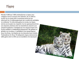 Τίγρη
Μεταξύ 4.000 και 7.000 υπολογίζονται οι τίγρεις που
υπάρχουν αυτή τη στιγμή στον πλανήτη. Ως το 1930 το
κυνήγι της ως σπορ ήταν η κυριότερη αιτία για την
εξόντωσή της. Ο εκβιομηχανισμός και η ανάπτυξη ανέλαβαν
τα υπόλοιπα. Τα τελευταία χρόνια το κυνήγι της τίγρης
γίνεται για τα μέρη του σώματός της που χρησιμοποιούνται
για ιατρικούς σκοπούς από την ανατολίτικη ιατρική ή για
ιατρικά πειράματα. Η κατάρρευση του κομμουνισμού στη
Ρωσία ανέβασε τη λαθροθηρία δραματικά. Με χαλαρή τη
φύλαξη των συνόρων, η πρόσβαση στην αγορά άγριων
ζώων της Κίνας, της Κορέας και της Ιαπωνίας έγινε εύκολη.
Υπολογίζεται ότι 50 με 70 σιβηριανές τίγρεις σκοτώνονται
κάθε χρόνο από το 1991 για να πωληθούν στο εξωτερικό.

 