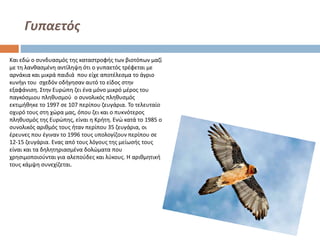 Γυπαετός
Και εδώ ο συνδυασμός της καταστροφής των βιοτόπων μαζί
με τη λανθασμένη αντίληψη ότι ο γυπαετός τρέφεται με
αρνάκια και μικρά παιδιά που είχε αποτέλεσμα το άγριο
κυνήγι του σχεδόν οδήγησαν αυτό το είδος στην
εξαφάνιση. Στην Ευρώπη ζει ένα μόνο μικρό μέρος του
παγκόσμιου πληθυσμού ο συνολικός πληθυσμός
εκτιμήθηκε το 1997 σε 107 περίπου ζευγάρια. Το τελευταίο
οχυρό τους στη χώρα μας, όπου ζει και ο πυκνότερος
πληθυσμός της Ευρώπης, είναι η Κρήτη. Ενώ κατά το 1985 ο
συνολικός αριθμός τους ήταν περίπου 35 ζευγάρια, οι
έρευνες που έγιναν το 1996 τους υπολογίζουν περίπου σε
12-15 ζευγάρια. Ενας από τους λόγους της μείωσής τους
είναι και τα δηλητηριασμένα δολώματα που
χρησιμοποιούνται για αλεπούδες και λύκους. Η αριθμητική
τους κάμψη συνεχίζεται.

 