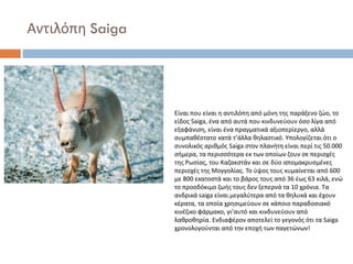 Αντιλόπη Saiga

Είναι που είναι η αντιλόπη από μόνη της παράξενο ζώο, το
είδος Saiga, ένα από αυτά που κινδυνεύουν όσο λίγα από
εξαφάνιση, είναι ένα πραγματικά αξιοπερίεργο, αλλά
συμπαθέστατο κατά τ’άλλα θηλαστικό. Υπολογίζεται ότι ο
συνολικός αριθμός Saiga στον πλανήτη είναι περί τις 50.000
σήμερα, τα περισσότερα εκ των οποίων ζουν σε περιοχές
της Ρωσίας, του Καζακστάν και σε δύο απομακρυσμένες
περιοχές της Μογγολίας. Το ύψος τους κυμαίνεται από 600
με 800 εκατοστά και το βάρος τους από 36 έως 63 κιλά, ενώ
το προσδόκιμο ζωής τους δεν ξεπερνά τα 10 χρόνια. Τα
ανδρικά saiga είναι μεγαλύτερα από τα θηλυκά και έχουν
κέρατα, τα οποία χρησιμεύουν σε κάποιο παραδοσιακό
κινέζικο φάρμακο, γι’αυτό και κινδυνεύουν από
λαθροθηρία. Ενδιαφέρον αποτελεί το γεγονός ότι τα Saiga
χρονολογούνται από την εποχή των παγετώνων!

 